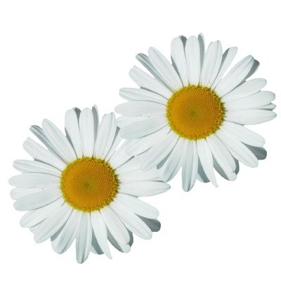 Mit unseren Blumenaufklebern...