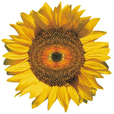 Sie lieben Sonnenblumen, Margeriten...