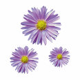 Aster Blumen Digitaldruck Auto Aufkleber Set 2