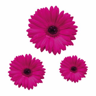 Gerbera Blumen Digitaldruck Aufkleber Set 3