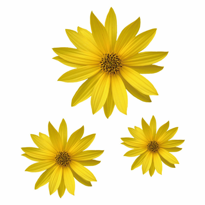 Helianthus Blumen Digitaldruck Aufkleber Set 7
