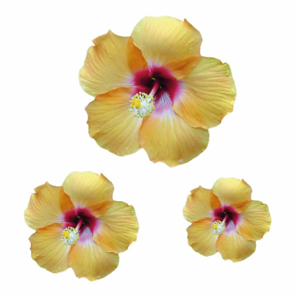 Hibiskus Blumen Digitaldruck Aufkleber Set 8