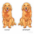 Hundeaufkleber Golden Retriever Autoaufkleber Sticker