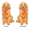 Hundeaufkleber Golden Retriever Autoaufkleber Sticker