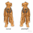 Hundeaufkleber Airedale Terrier Autoaufkleber Sticker